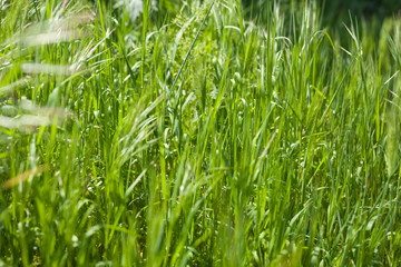 Fresh green meadow of grass. Close up. Selective focus