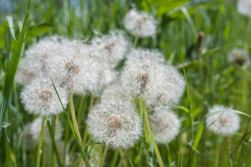 Dandelions snuggled in the grass (Tarataxum officinale). Close up view. Selective focus