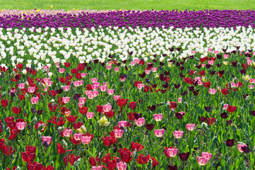field of multi-colored tulips. Colorful tulips in the park. Spring landscape