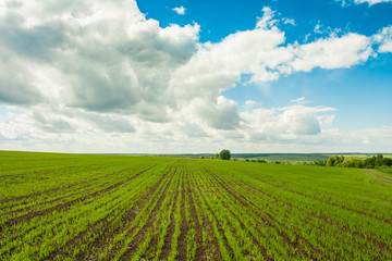 Fototapeta na wymiar Green Wheat On Spring Field Under Blue Sky With White Dramatic Clouds. Beautiful Agricultural Rural Landscape.