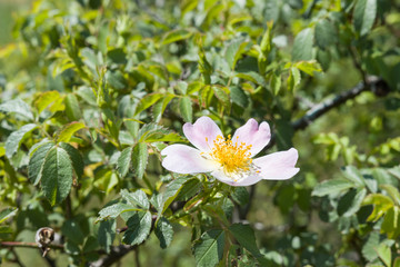 Dog rose, Rosa canina flower