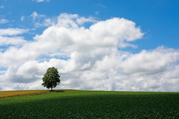 丘の上のシラカバ