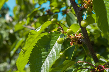 Green, unripe cherries in spring. Selective focus