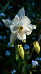 Fototapeta na wymiar Wite flower with smooth contrast and blur background. 