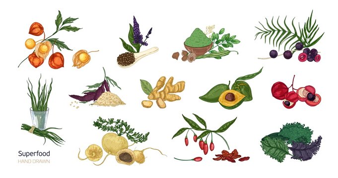 Collection of elegant botanical drawings of superfoods isolated on white background. Fruits, berries, seeds, root crops, leaves and powder. Natural healthy and wholesome food. Vector illustration.