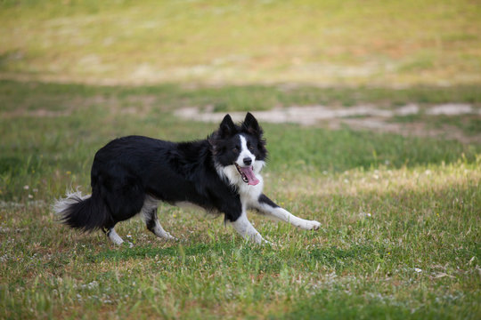 Dog border colie running with his tongue out
