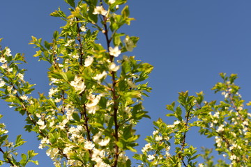 Fototapeta na wymiar spring, may, blossoming tree cherry on blue sky background