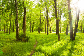 Fototapeta na wymiar Beautiful Landscape With Fresh Green Grass With Yellow Dandelions, Trees With Green Leaves And With Path Under Brightly Shining Sun In Park In Spring.