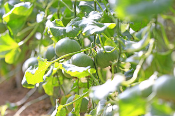 Ripe melon in a greenhouse