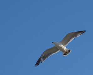 Flying seagull over blue sky.