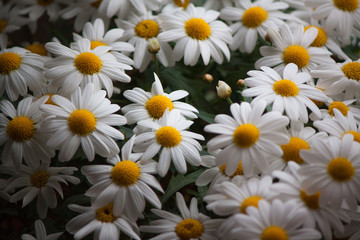 Fototapeta premium spring flowers close-up