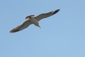 Flying seagull over blue sky.