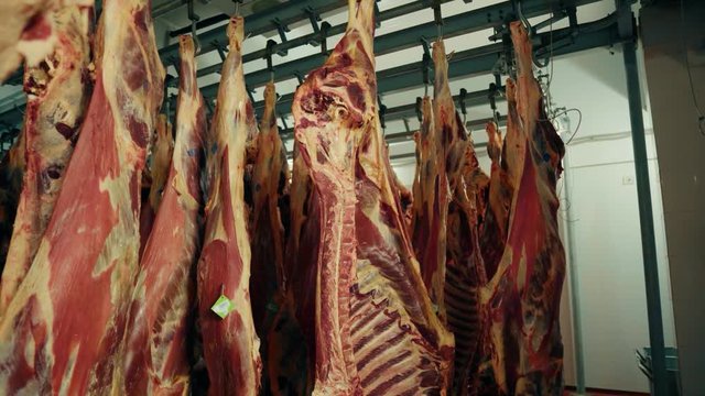 In the large freezer compartment hulks of cattle are hanging. Frozen meat of a cow and pig. Storage of meat products. Finished bloody animal carcasses. Meat in the fridge.