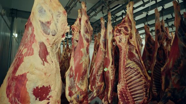 In the large freezer compartment hulks of cattle are hanging. Frozen meat of a cow and pig. Storage of meat products. Finished bloody animal carcasses. Meat in the fridge.