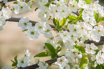 blossoming cherry tree, flowers in spring, beauty of nature background