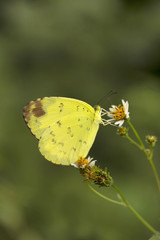 Three spot grass yellow, Eurema sp, Pieridae, Jampue hills, Tripura