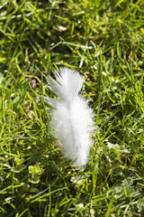 Feder im Gras