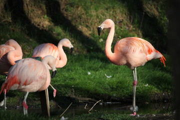 Flamants roses