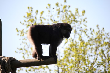 macaque