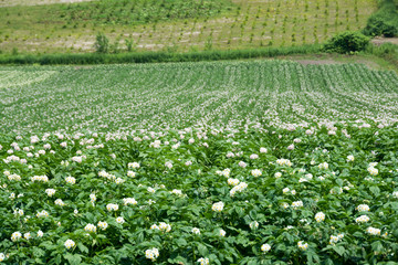 白い花をつけたジャガイモ畑