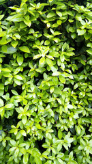 Wall of green bush with bright leaves