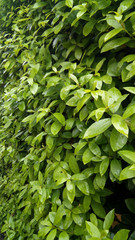 Wall of green bush with bright leaves in perspective