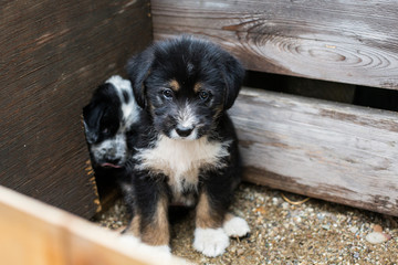 Lovely Little puppy in a wooden box is asking to be adopted with hope and interest. Homeless black and tan dog finds her new home and owner