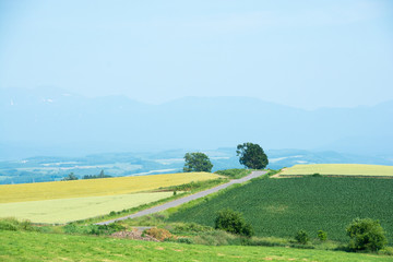 Fototapeta na wymiar 夏の田舎の丘