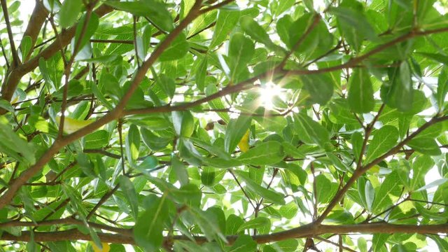sunlight through green tree