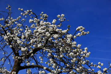 Kirschblüte, blühende Kirschbäume, hier in der Fränkischen Schweiz, Oberfranken, Bayern, Deutschland