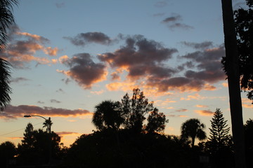 Sunset, Sky, Palm tree