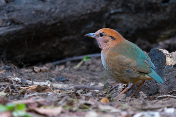 Rare beautyful bird pitta ..Charming bird Rusty naped pitta  walking  and looking for a living in highland forest  northern Thailand.