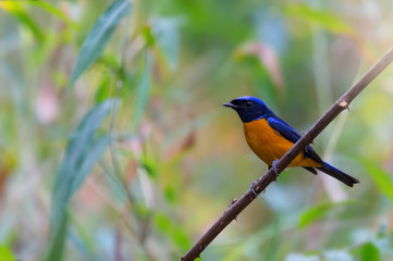 Colorful bird. Niltava bird male in dark blue and orange color feathers perching on branch with natural blurred background.