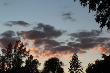 Sunset, Sky, Palm tree