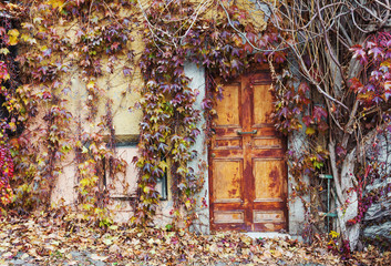 Fototapeta na wymiar Old abandoned doors overgrown with red and yellow vines in autumn