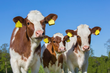 Three brown white calves with blue sky - obrazy, fototapety, plakaty