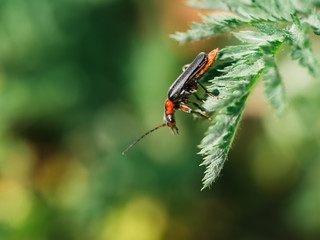 Roter Käfer
