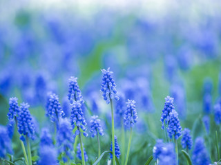 Grape hyacinth