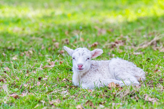 One newborn white lamb lying in green grass