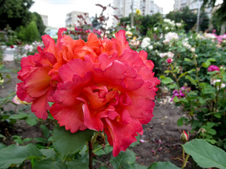 A beautiful cluster of pink rose blooms of the 