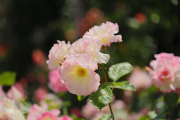 Obraz premium 薔薇 