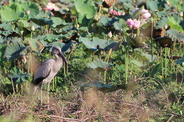 Close up the Asian openbill birds standing on the ground