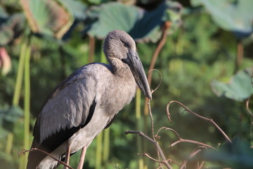 Close up the Asian openbill birds standing on the ground