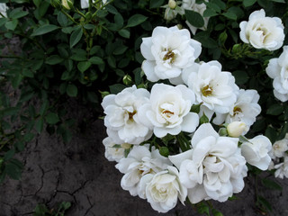 Bouquet of gently white elegant rose inflorescence 