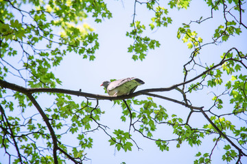 Turtledove sitting on a tree branch on sunny day