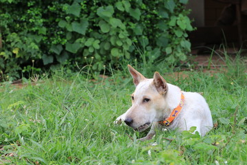 Portrait of an adorable white dog lying on the ground