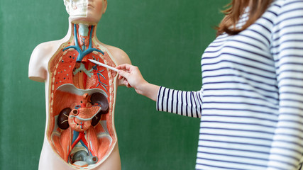 Young female teacher in biology class, teaching human body anatomy, using artificial body model to explain internal organs. Finger pointing to blood vessels system.