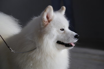 Samoyed dog
