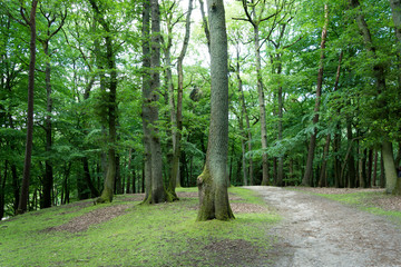 Path in the green forest