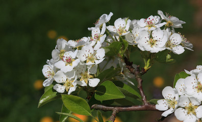 Blühender Birnbaum, Baumblüte der Birne, Pyrus domestica